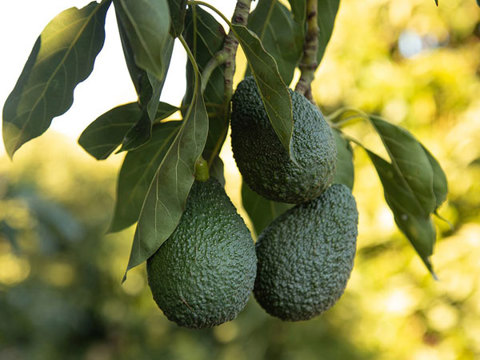 A avocado tree